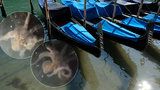 Bez turistů Benátky prospívají: V průzračně čistém kanálu natočili chobotnici!