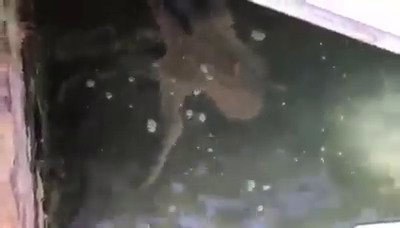 V italských Benátkách natočili chobotnici, jak plave v místních kanálech.