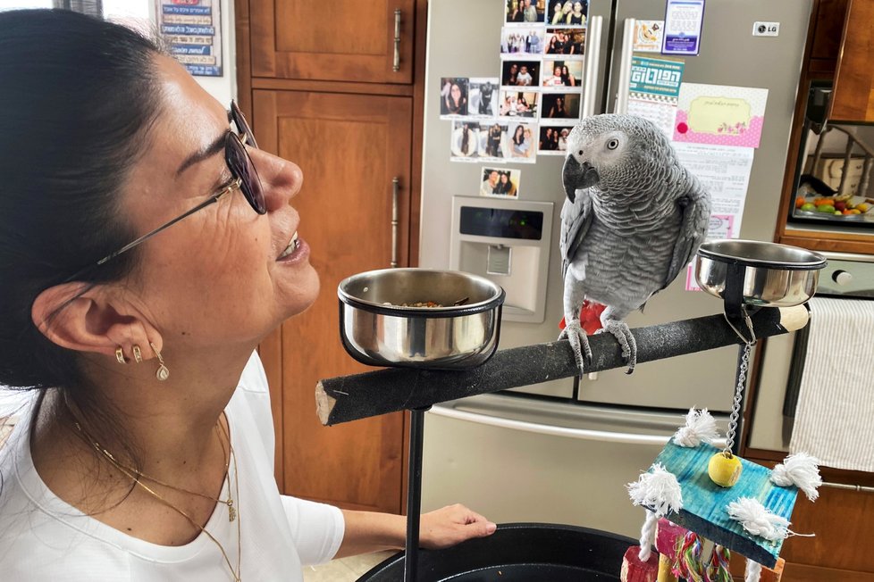 Izraelský papoušek Luca se naučil vykřikovat: Je tu koronavirus, nechoďte ven