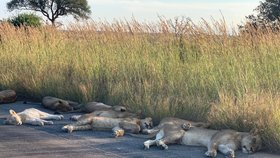 Zvířata v Krugerově národním parku si bez turistů užívají nezvyklého klidu.