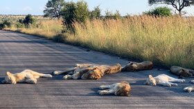 Zvířata v Krugerově národním parku si bez turistů užívají nezvyklého klidu.