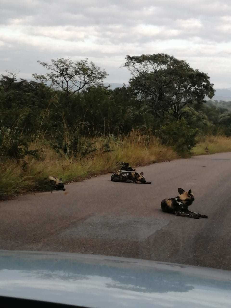 Zvířata v Krugerově národním parku si bez turistů užívají nezvyklého klidu.