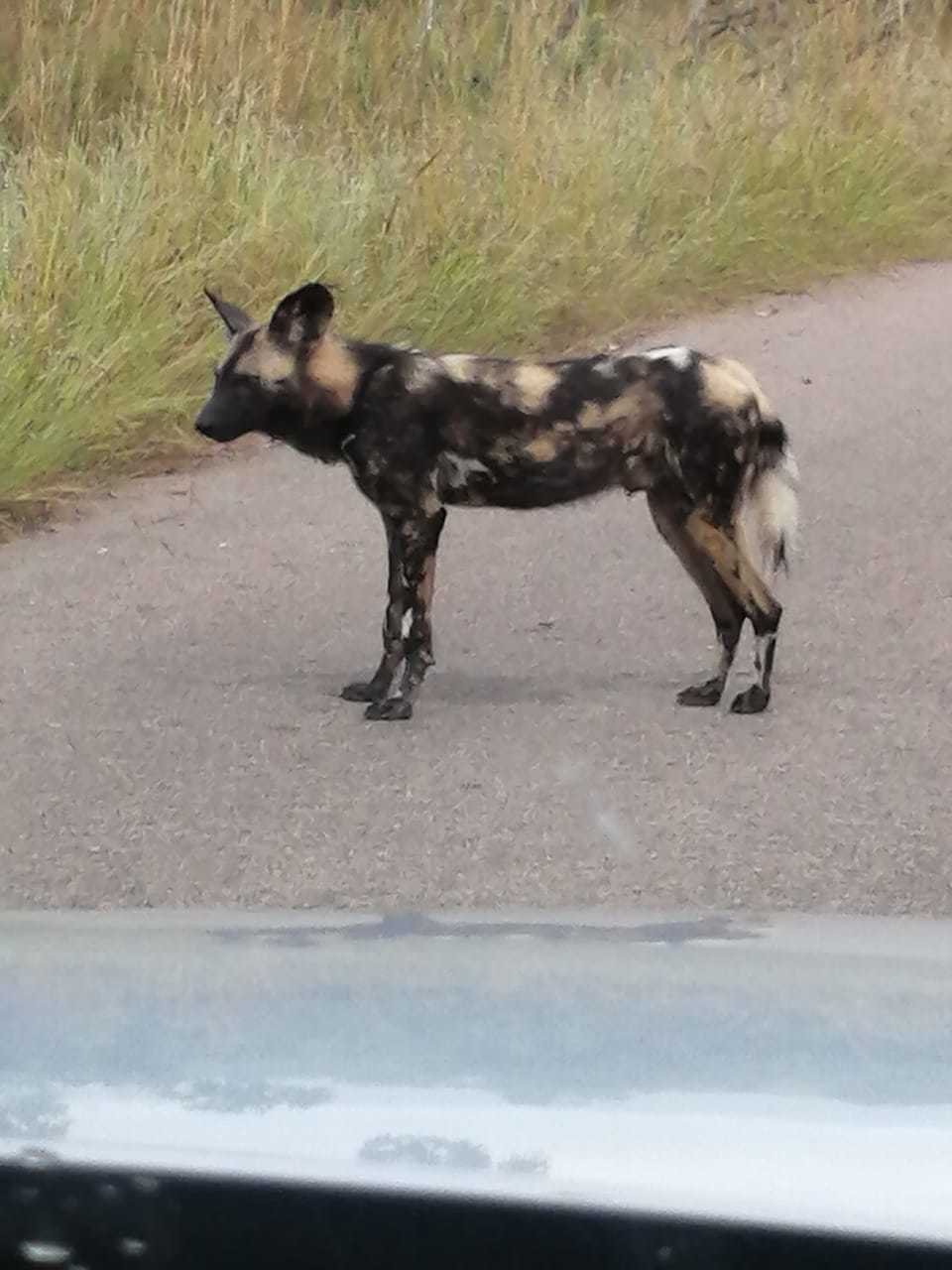 Zvířata v Krugerově národním parku si bez turistů užívají nezvyklého klidu.