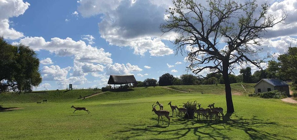 Zvířata v Krugerově národním parku si bez turistů užívají nezvyklého klidu.