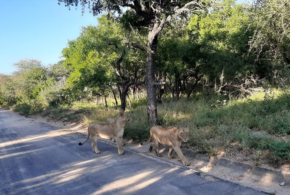 Zvířata v Krugerově národním parku si bez turistů užívají nezvyklého klidu.