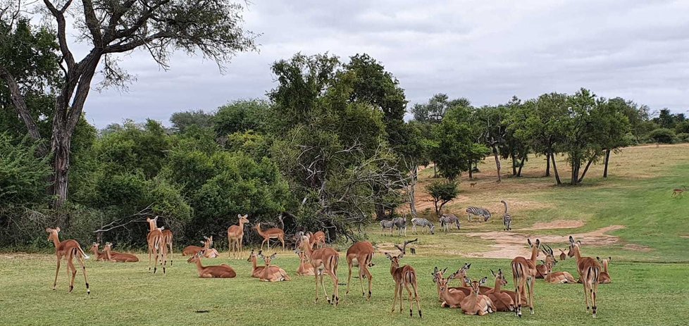 Zvířata v Krugerově národním parku si bez turistů užívají nezvyklého klidu.