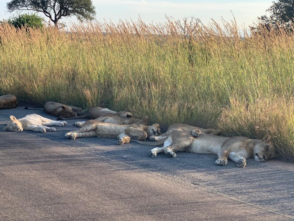 Zvířata v Krugerově národním parku si bez turistů užívají nezvyklého klidu.