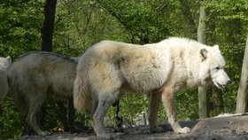 Zoo Brno v pondělí po šestitýdenní pauze kvůli omezením vůči nákaze koronavirem otevřela znovu své brány.