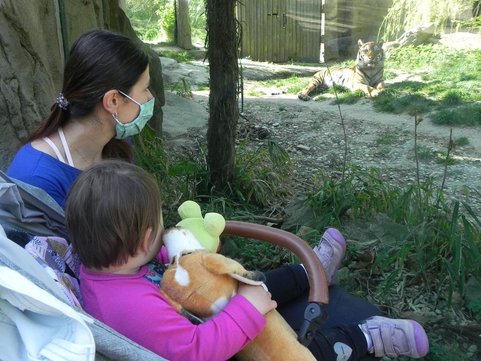 Zoo Brno v pondělí po šestitýdenní pauze kvůli omezením vůči nákaze koronavirem otevřela znovu své brány.