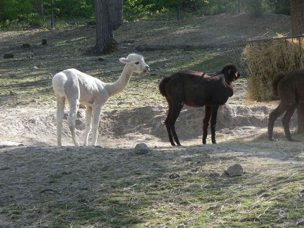 Zoo Brno v pondělí 27. dubna po šestitýdenní pauze kvůli omezením vůči nákaze koronavirem otevřela znovu své brány.