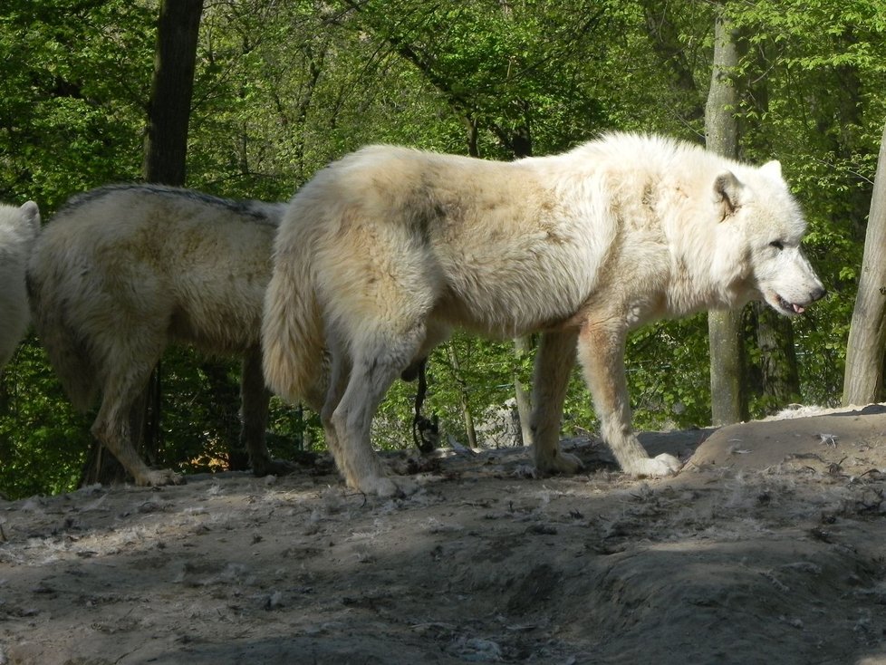 Zoo Brno v pondělí po šestitýdenní pauze kvůli omezením vůči nákaze koronavirem otevřela znovu své brány.