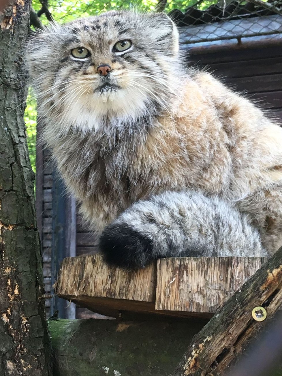 Zoo Brno v pondělí 27. dubna po šestitýdenní pauze kvůli omezením vůči nákaze koronavirem otevřela znovu své brány.