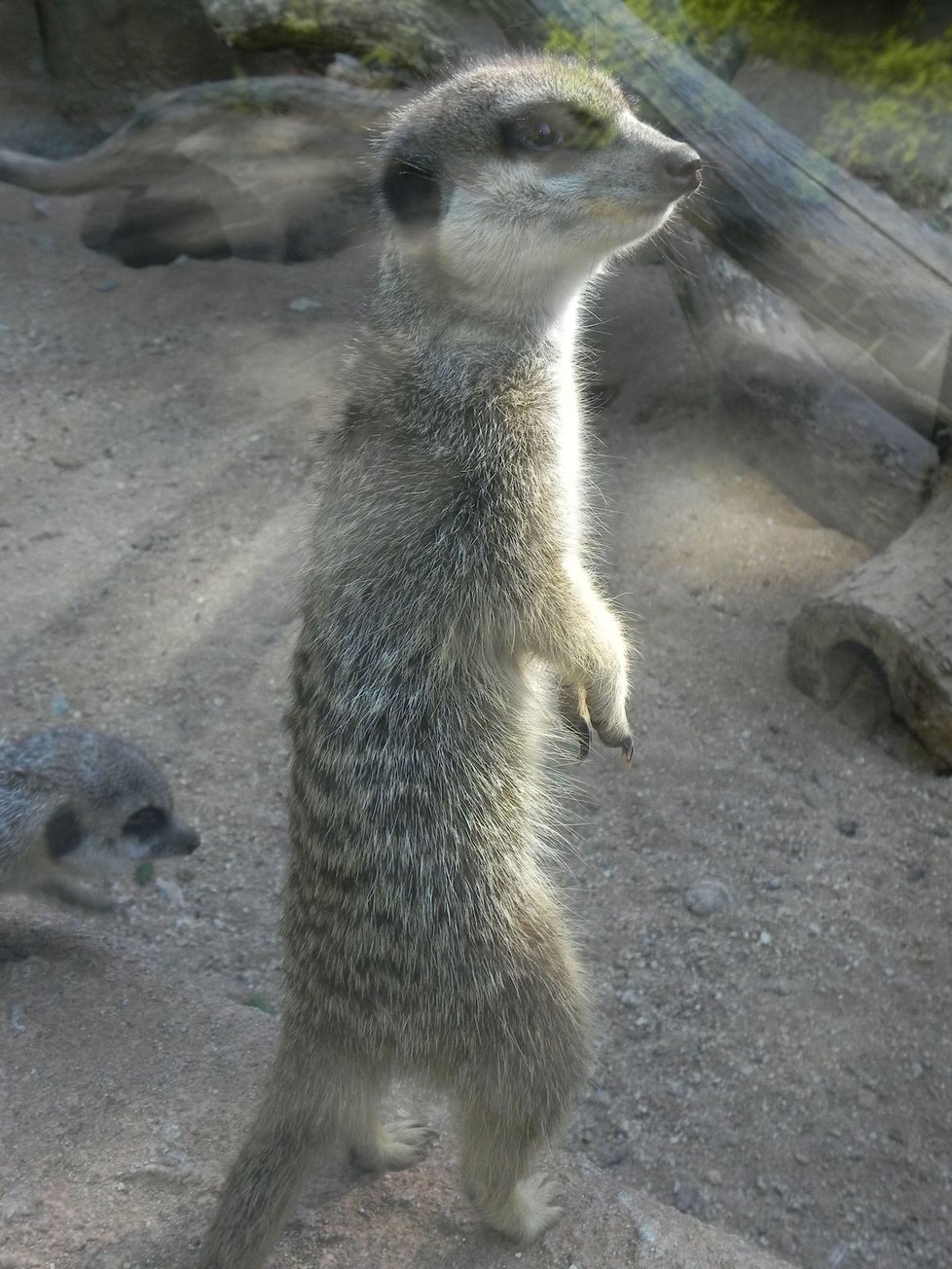 Zoo Brno v pondělí po šestitýdenní pauze kvůli omezením vůči nákaze koronavirem otevřela znovu své brány.