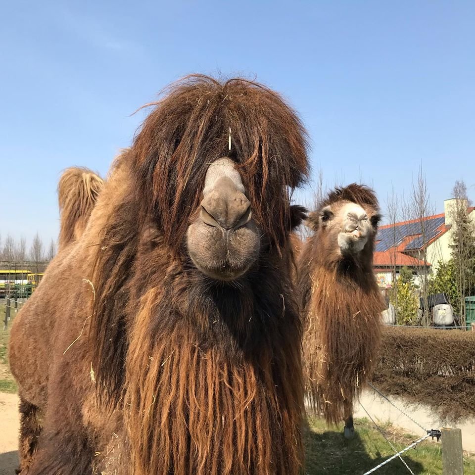 Zoo park ve Vyškově i přilehlý dinopark se otevřou návštěvníkům znovu v pátek 1.května.