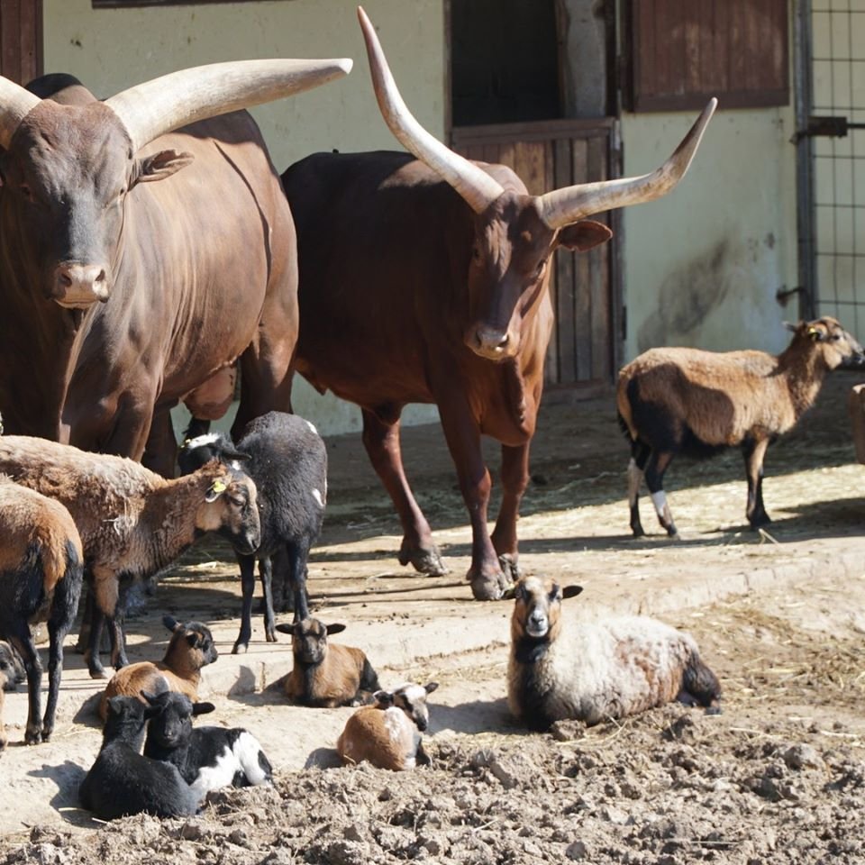 Zoo park ve Vyškově i přilehlý dinopark je otevřen návštěvníkům.