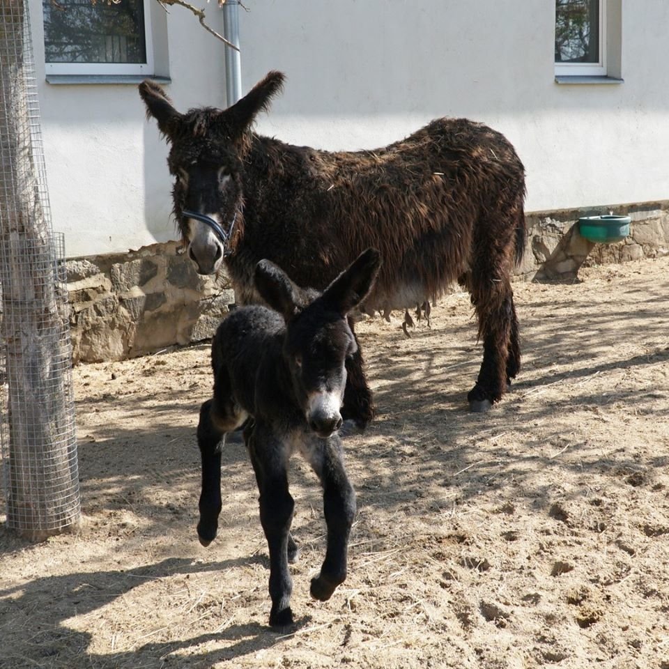 Zoo park ve Vyškově i přilehlý dinopark je otevřen návštěvníkům.