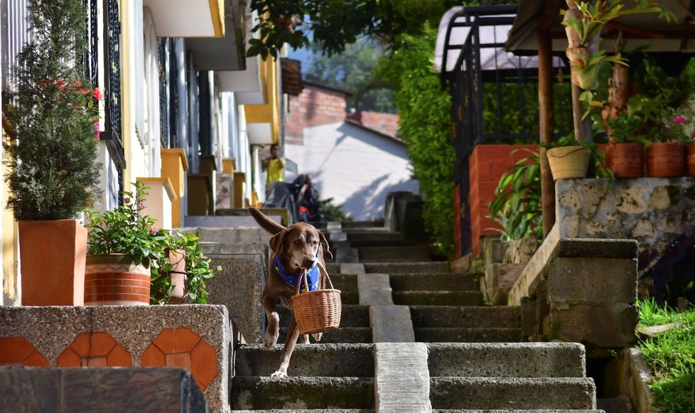 Rozestupy při nákupu Kolumbijcům pomáhá dodržovat pes Eros