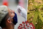 Jak zabránit nákaze koronavirem? Marihuanou! Vědci přišli s překvapujícím zjištěním
