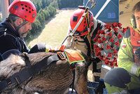 Psi dokážou odhalit koronavirus, potvrdil český kynolog! A popsal přísné bezpečnostní podmínky