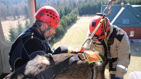 Záchranářští psi  jsou vycvičeni i k výsadku z vrtulníku.
