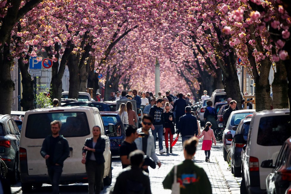 Němci vyrazili obdivovat rozkvetlé třešně. Na rozestupy nedbali. (5.4.2020)