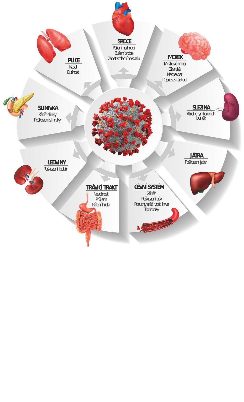 Jak koronavirus ovlivňuje lidské orgány?