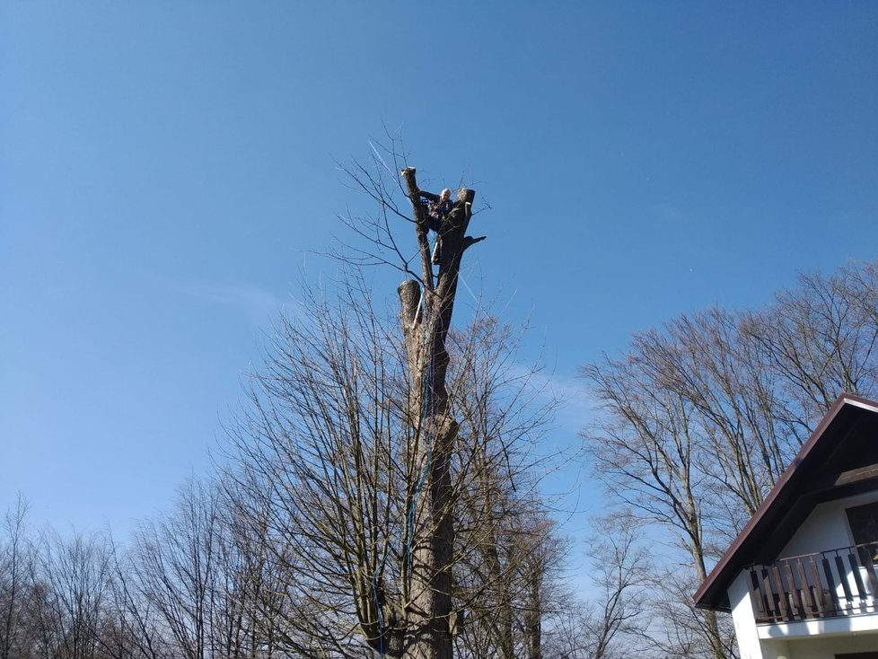 Nebojí se ani vylézt na vysoký strom, když jde o zajištění obživy.