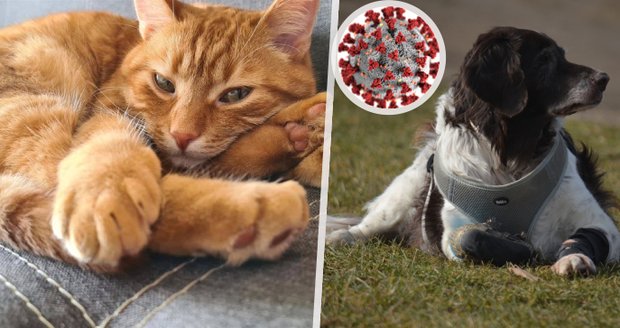 Kočky a psi často prodělají covid s páníčkem, tvrdí studie. Co to znamená pro pandemii?