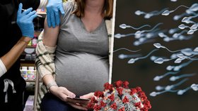Vakcína neohrožuje plodnost, potvrdila studie. Těhotným ženám navíc poskytuje výhodu