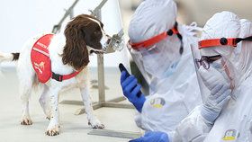 Ve Velké Británii plánují na odhalování koronaviru  vycvičit psy.