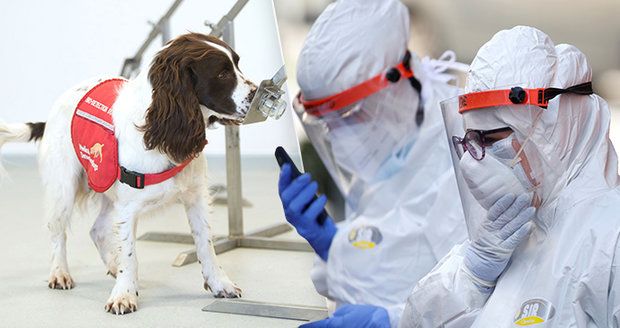 V boji proti viru testují i speciálně vycvičené psy! Kdy budou k dispozici?