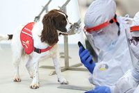 V boji proti viru testují i speciálně vycvičené psy! Kdy budou k dispozici?