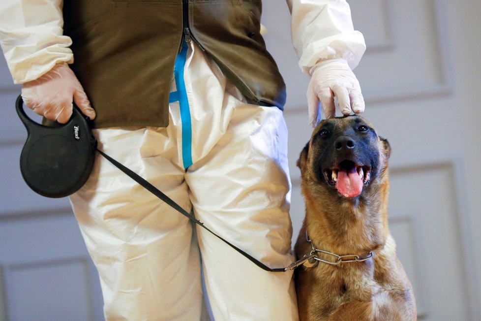 Služební psi rakouské armády umí poznat, zda je někdo nakažený koronavirem.