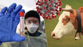 Kravská moč jako lék na koronavirus? Šarlatáni využívají pandemie, klamům věří i vzdělanci