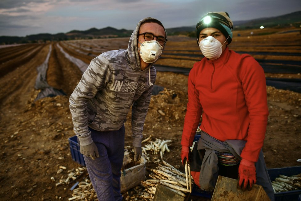 Španělsko se potýká s nákazou koronavirem, farmáři proto vytáhli na pole roušky. (5. 4. 2020)