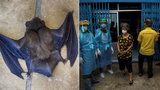 Budou netopýři šířit koronavirus? V Thajsku je to lahůdka, vědci prozkoumají 300 zvířat