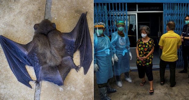 Budou netopýři šířit koronavirus? V Thajsku je to lahůdka, vědci prozkoumají 300 zvířat