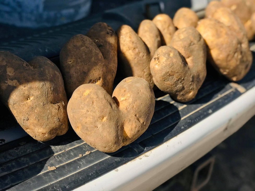 Americkým farmářům se kvůli koronaviru nedaří prodávat plodiny. Někteří nemají ani dostatek pracovníků, nechávají produkci hnít na polích.