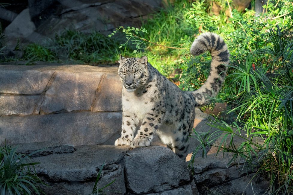 Levhart sněžný v zoo v San Diegu onemocněl koronavirem. Levhart sněžný v zoo v San Diegu onemocněl koronavirem.