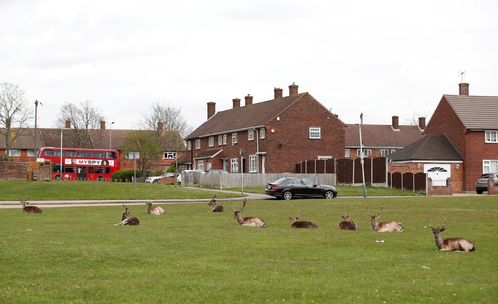 Stádo jelenů v centru města Romford, které leží východně od Londýna. (3.4.2020)
