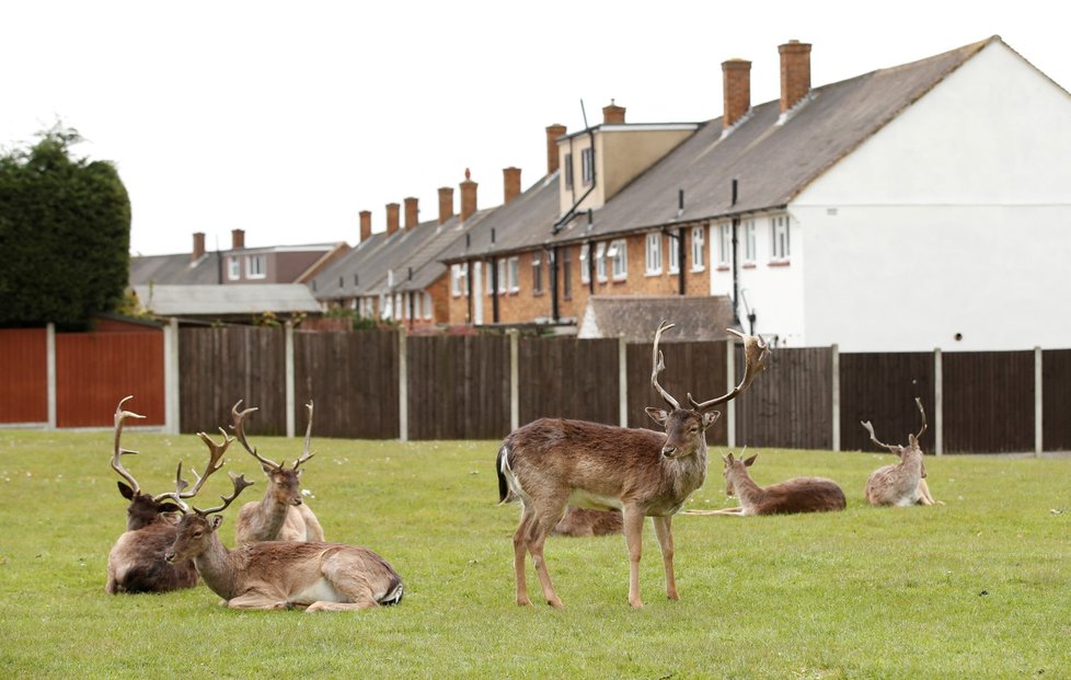 Stádo jelenů v centru města Romford, které leží východně od Londýna. (3.4.2020)