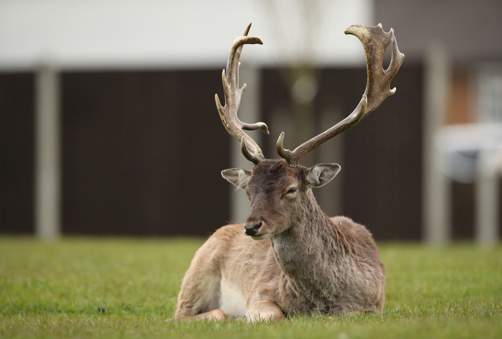 Stádo jelenů v centru města Romford, které leží východně od Londýna. (3.4.2020) Stádo jelenů v centru města Romford, které leží východně od Londýna. (3.4.2020)