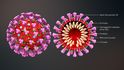 Model struktury koronaviru. Spirála představuje RNA, do které zapisuje svou dědičnou informaci