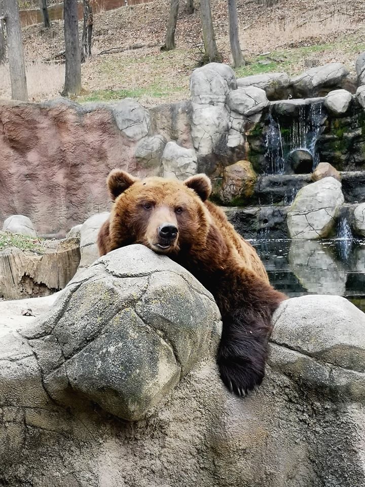 Medvědice Kamčatka i diváci na Instagramu si komentované krmení užívali.