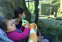 Brněnská zoo po koronavirové pauze opět otevřela: Zájem byl velký, lístky jen online