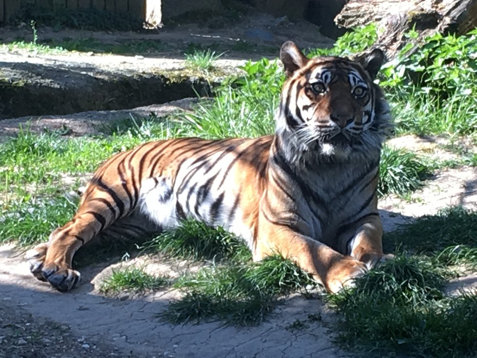 Zoo Brno po šestitýdenní pauze kvůli omezením vůči nákaze koronavirem otevřela znovu své brány.