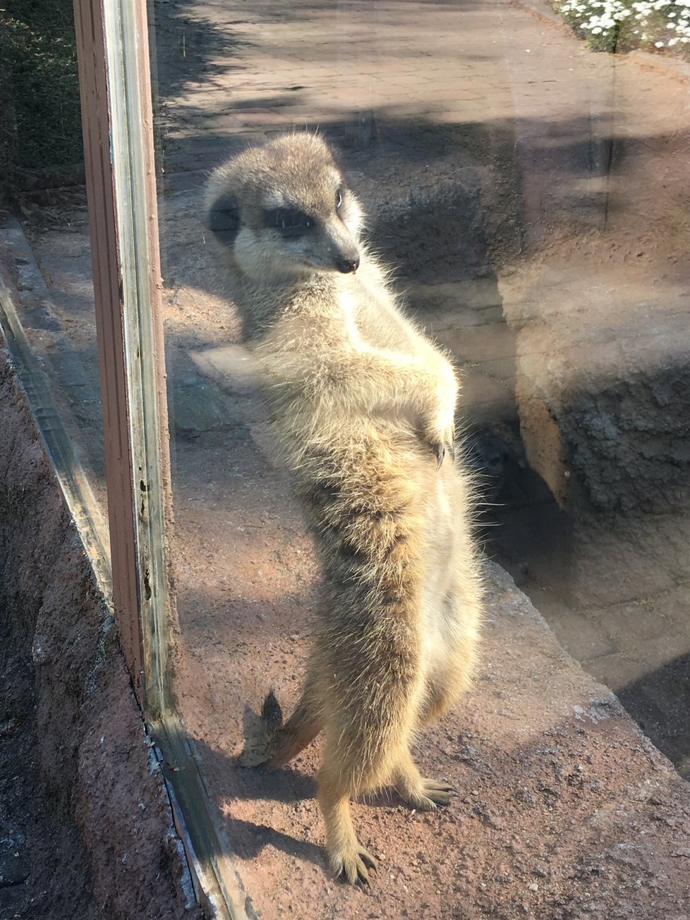 Zoo Brno po šestitýdenní pauze kvůli omezením vůči nákaze koronavirem otevřela znovu své brány.