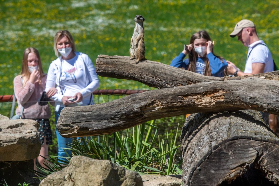 Koronavirus v ČR: Počasí vylákalo Čechy do ZOO ve Dvoře Králové (9.5.2021)