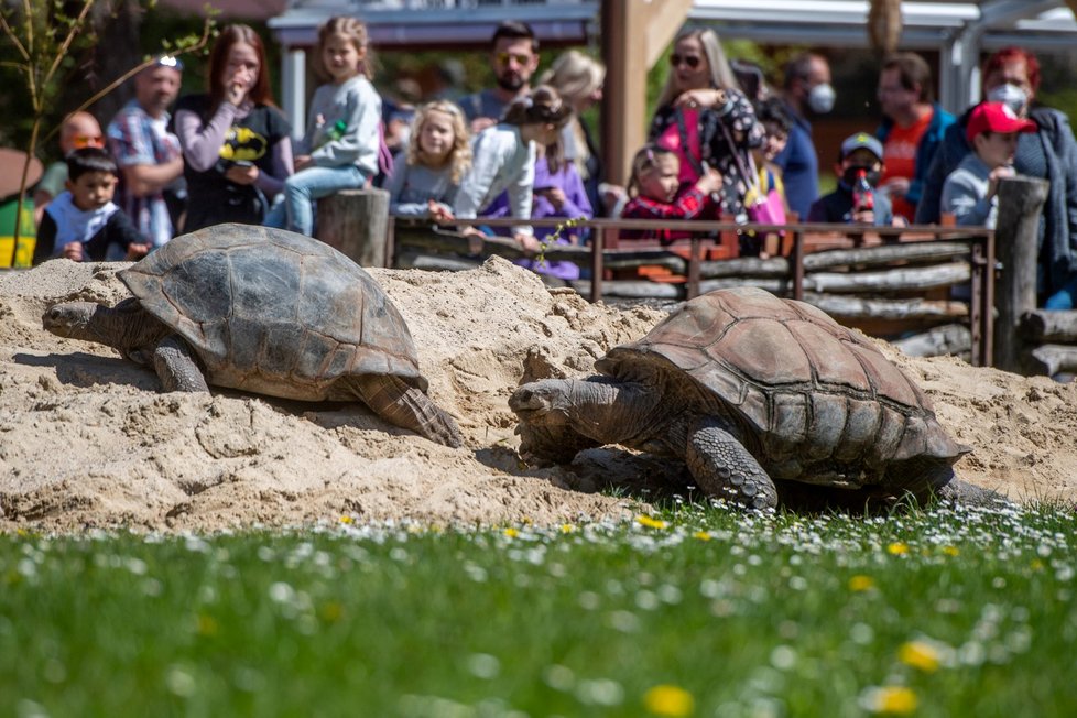 Koronavirus v ČR: Počasí vylákalo Čechy do ZOO ve Dvoře Králové (9.5.2021)