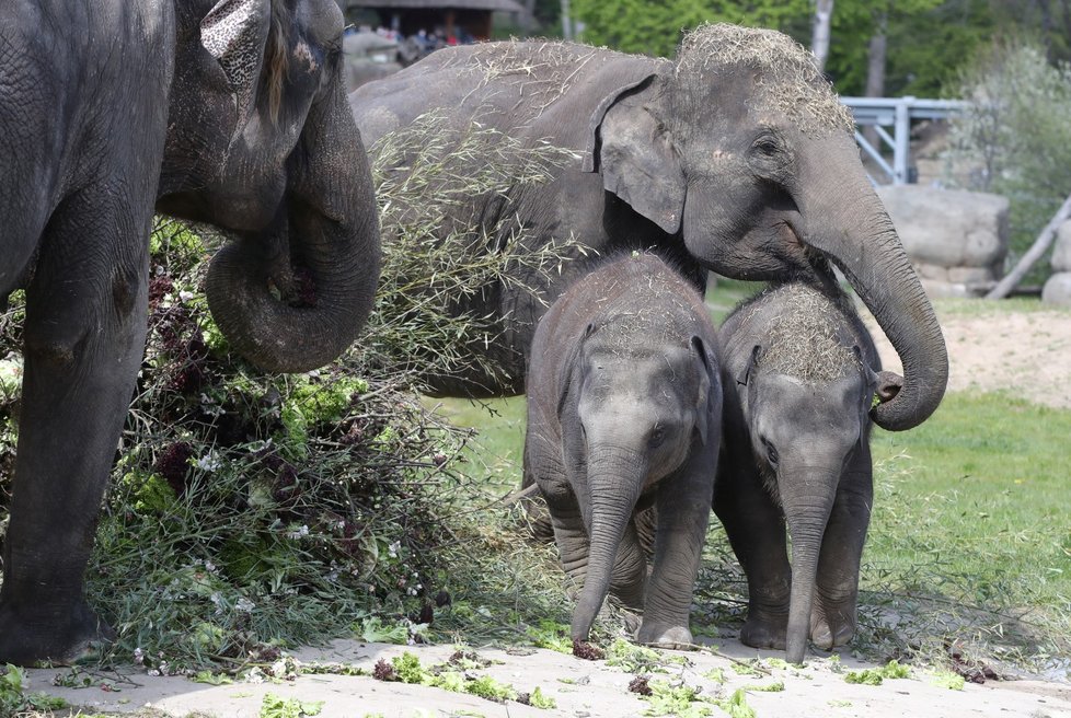 Koronavirus v ČR: Počasí vylákalo Čechy do ZOO v Praze (9.5.2021)